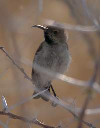 WT Etosha Brid Dusky Sunbird F