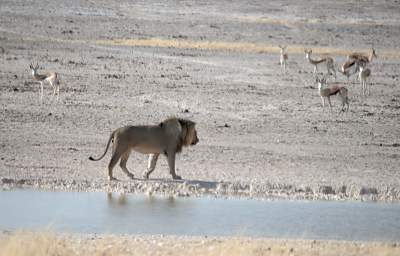 WT Etosha Lion