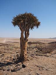 Namib Naukluft Quiver Tree