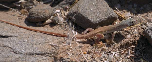 Namib Naukluft Xxx Lizard