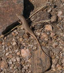 Namib Naukluft Xxx Lizard