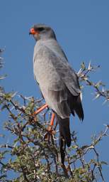 Namib Naukluft Bird Pale Chanting Goshawk