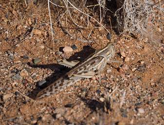 Namib Naukluft Big Locust