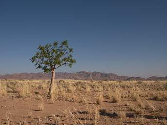 Namib Naukluft