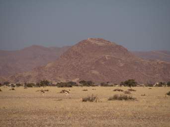 Namib Naukluft Springbok