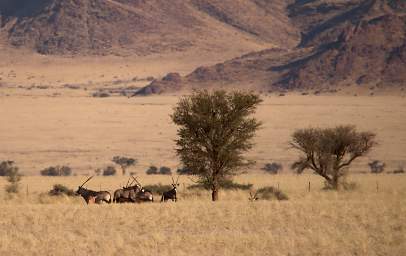 Namib Naukluft Oryx