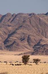 Namib Naukluft Oryx