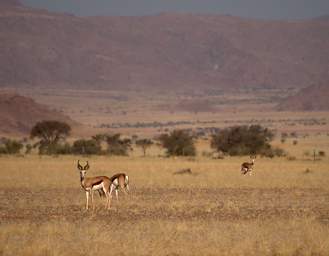 Namib Naukluft Springbok
