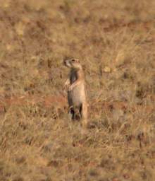 Namib Naukluft Desert Ground Squirrel