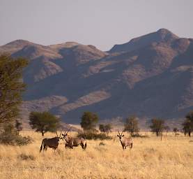 Namib Naukluft Oryx