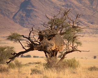 Namib Naukluft Bird Sociable Weaver Nest