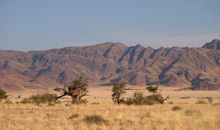 Namib Naukluft Bird Sociable Weaver Nest