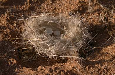 Namib Naukluft Nest Broken Eggs