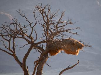 Namib Naukluft Bird Sociable Weaver Nest