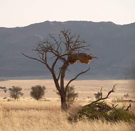 Namib Naukluft Bird Sociable Weaver Nest
