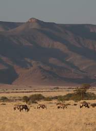 Namib Naukluft Oryx