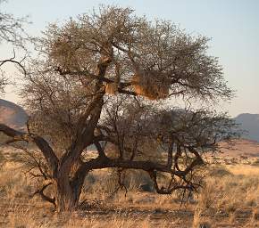 Namib Naukluft Bird Sociable Weaver Nest