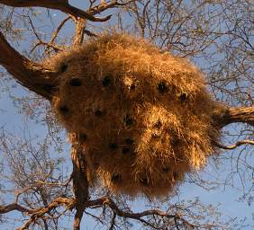 Namib Naukluft Bird Sociable Weaver Nest
