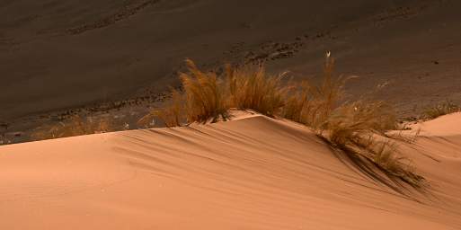 Namib Naukluft Sossusvlei Dune Grass