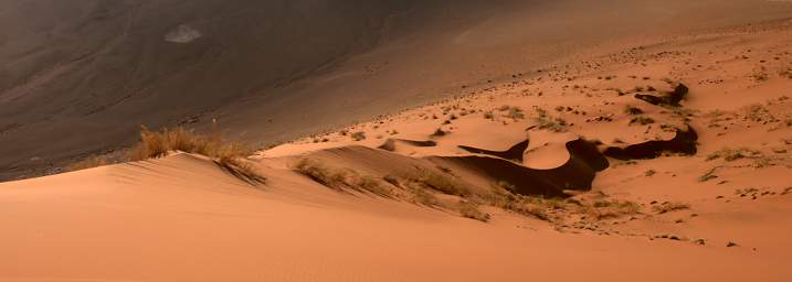 Namib Naukluft Sossusvlei Dune Grass