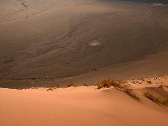 Namib Naukluft Sossusvlei Dune Grass