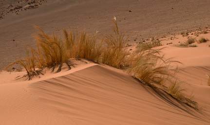 Namib Naukluft Sossusvlei Dune Grass