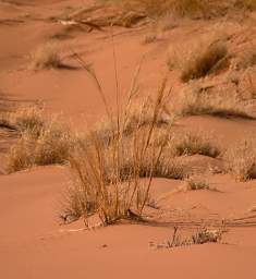 Namib Naukluft Sossusvlei Dune Grass