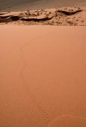 Namib Naukluft Sossusvlei Dune Lizard Tracks
