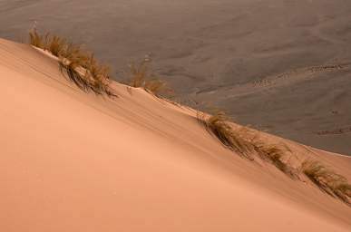 Namib Naukluft Sossusvlei Dune Grass