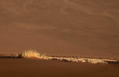 Namib Naukluft Sossusvlei Dune Grass