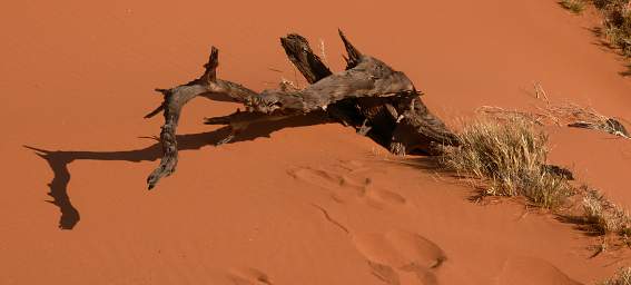 Namib Naukluft Sossusvlei Dune Tree