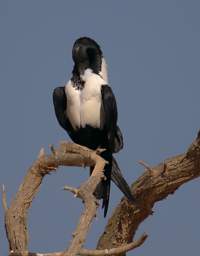 Namib Naukluft Sossusvlei Bird Pied Crow