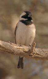 Namib Naukluft Sossusvlei Bird Cape Sparrow