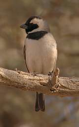 Namib Naukluft Sossusvlei Bird Cape Sparrow