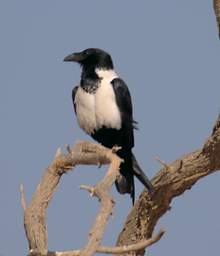 Namib Naukluft Sossusvlei Bird Pied Crow
