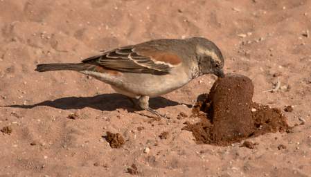 Namib Naukluft Sossusvlei Bird Cape Sparrow F