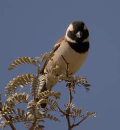 Namib Naukluft Sossusvlei Bird Cape Sparrow