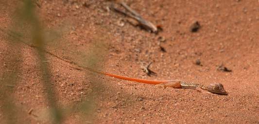 Namib Naukluft Sossusvlei Shovel Nosed Lizard