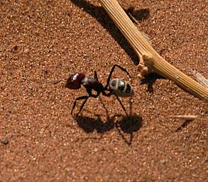 Namib Naukluft Sossusvlei Ant