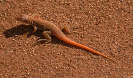 Namib Naukluft Sossusvlei Shovel Nosed Lizard