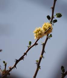 Vingerklip Flower Xxx Thorn Shrub