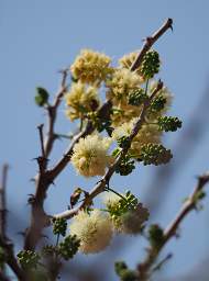 Vingerklip Flower Xxx Thorn Shrub