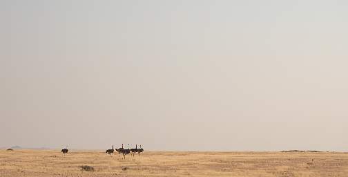 Ostriches