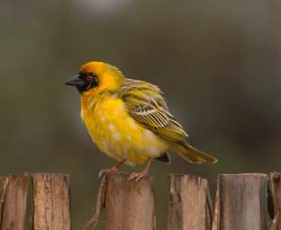 Swakop Bird Southern Masked Weaver