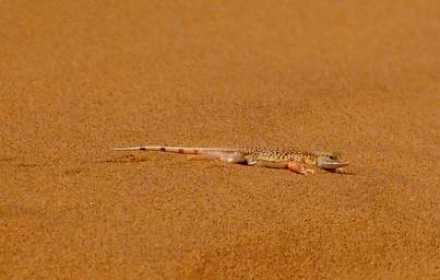 Swakop Dune7 Shovel Snouted Lizard