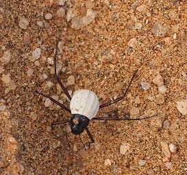 Swakop Dune7 BWOnymacris Bicolor Beetle