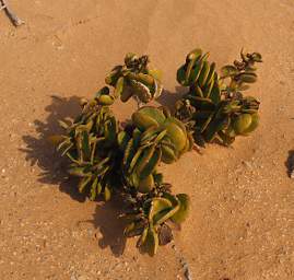 Swakop Dune7 Shrub Dollar Bush