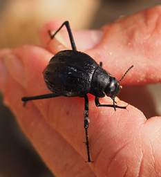 Swakop Dune7 Onymacris Unguicularis Beetle