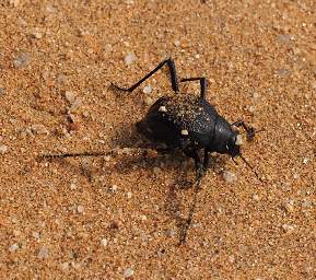 Swakop Dune7 Onymacris Unguicularis Beetle