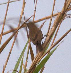 Swakop Bird Xxx Sunbird